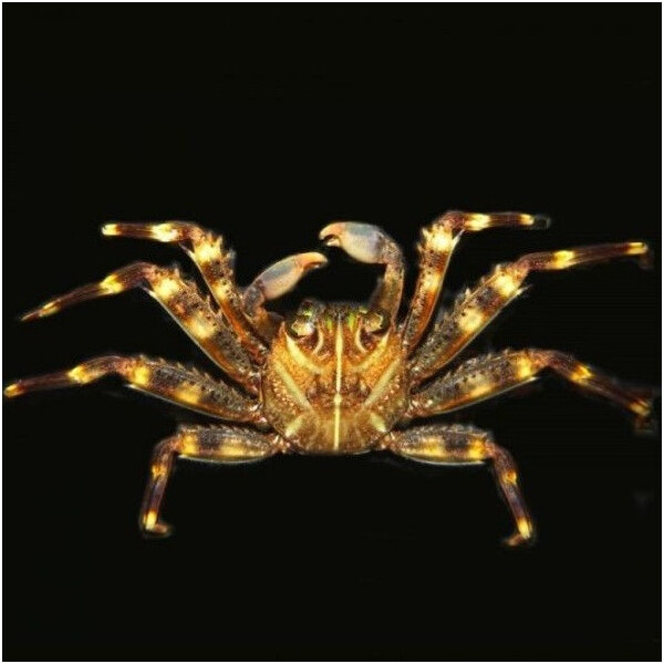 Percnon Gibbesi - Algenfressende Felsenkrabbe
