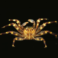 Percnon Gibbesi - Algenfressende Felsenkrabbe