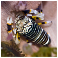 Gnathophyllum sp - Gestreifte Harlekingarnele, Hummelgarnele