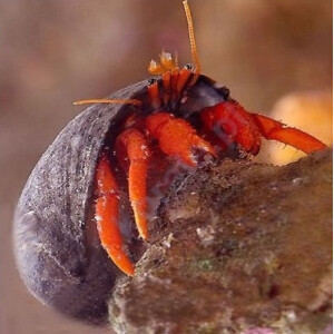 Paguristes sp. RED - rotbeiniger Einsiedlerkrebs