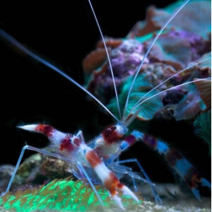 Stenopus Hispidus - Gebänderte Scherengarnele