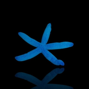 Linckia Laevigata - Blauer Seestern