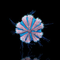 Mespilia Globulus - Kugel Seeigel
