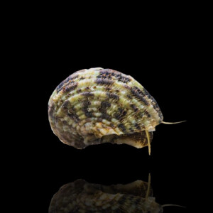 Turbo Brunneus - Braune Pazifische Turboschnecke