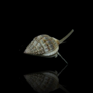 Nassarius Vibex - Karibische Wellhornschnecke