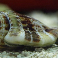 Strombus Gibberulus - Buckelige Flügelschnecke