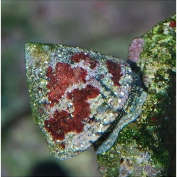 Tectus Conus sp.- Tectus Algenschnecke