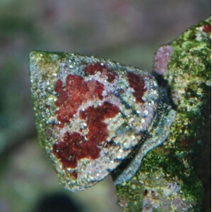 Tectus Conus sp.- Tectus Algenschnecke