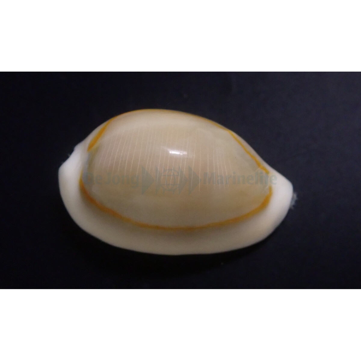 Cypraea Annulus - Goldring Kauri box