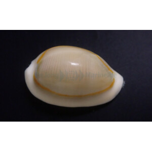Cypraea Annulus - Goldring Kauri