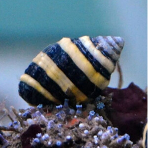 Pusiostoma sp. - Hummelschnecke