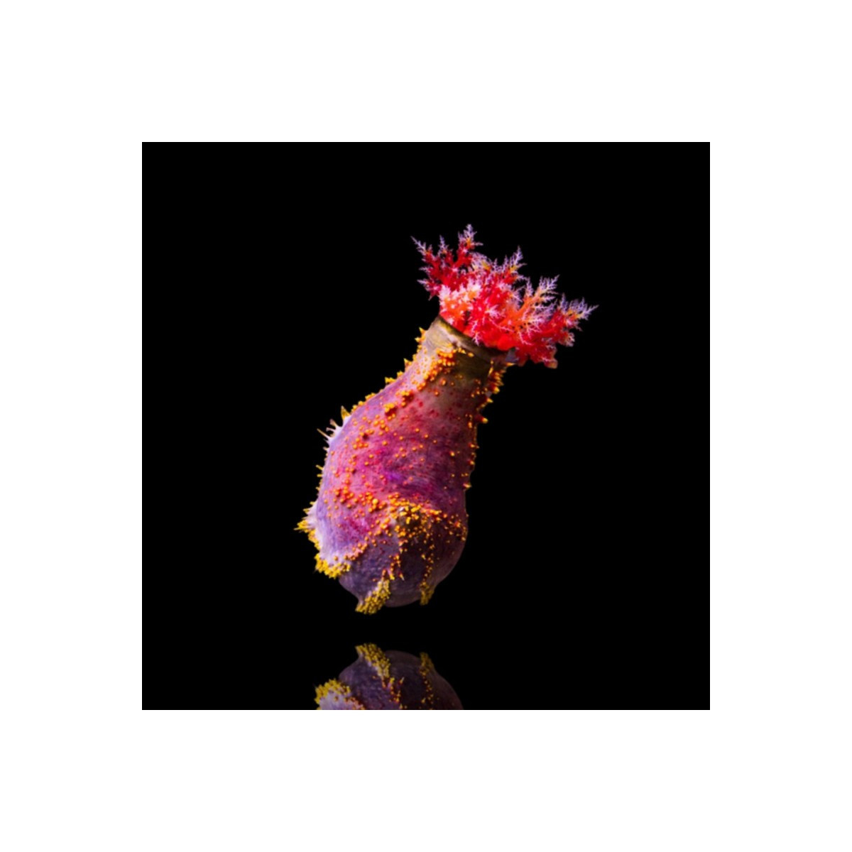 Pseudocolochirus Violaceus - Bunter Seeapfel