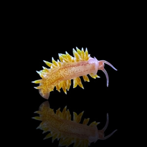 Berghia sp. - Glasrosenfressende Nacktschnecke