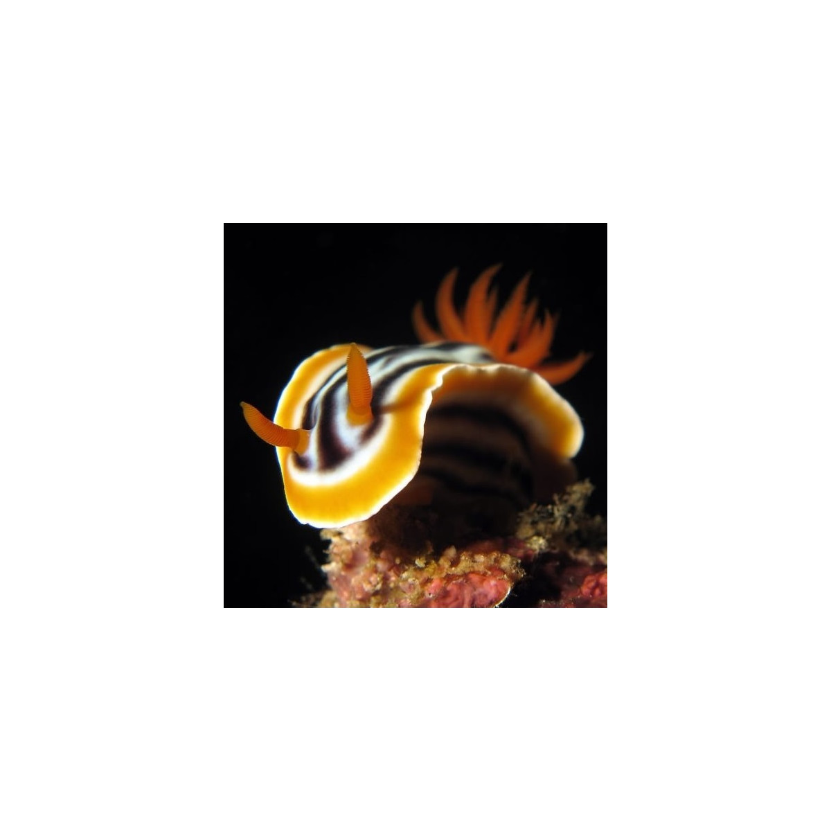 Nudibranch Chromodoris sp - Gestrreifte Prachtsternschnecke