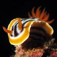 Nudibranch Chromodoris sp - Gestrreifte Prachtsternschnecke
