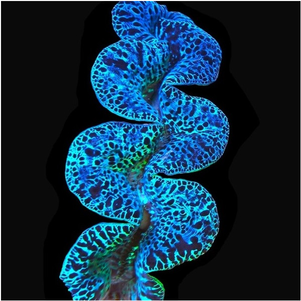 Tridacna Maxima - Ultra Blue 12-15cm