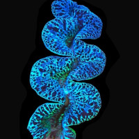 Tridacna Maxima - Ultra Blue 12-15cm