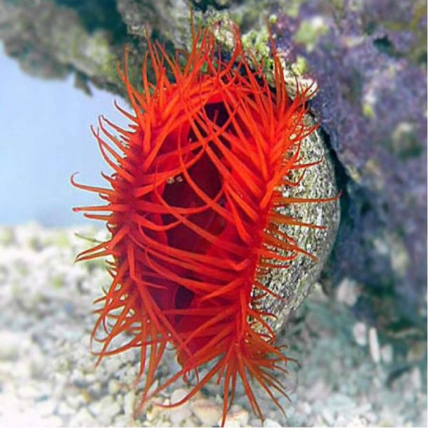 Lima Scabra - Flame Scallop