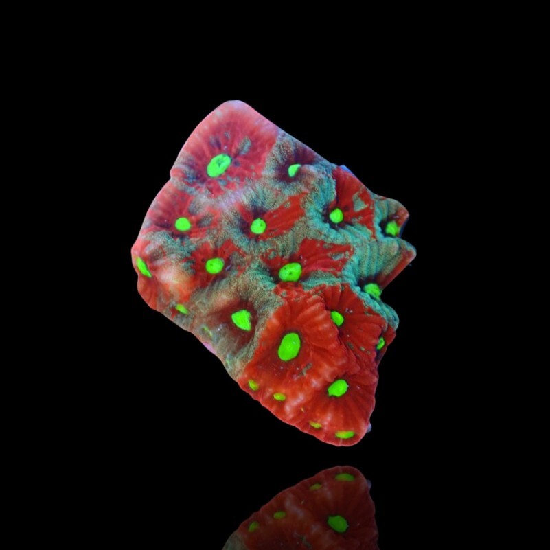 Favites Pentagona - War Coral - Australia