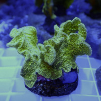 Pavona sp. Australie S-size (frag)