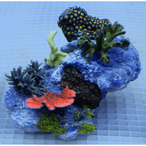 Coral Garden on Rock (mix corals) L-size