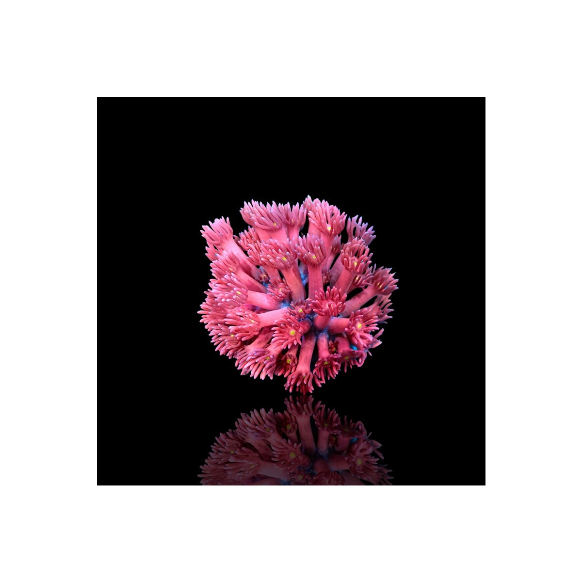 Goniopora sp - Flower Pot Coral - pink / red - S- size