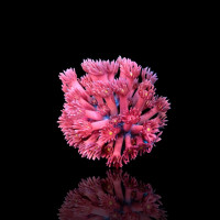 Goniopora sp - Flower Pot Coral - pink / red - S- size