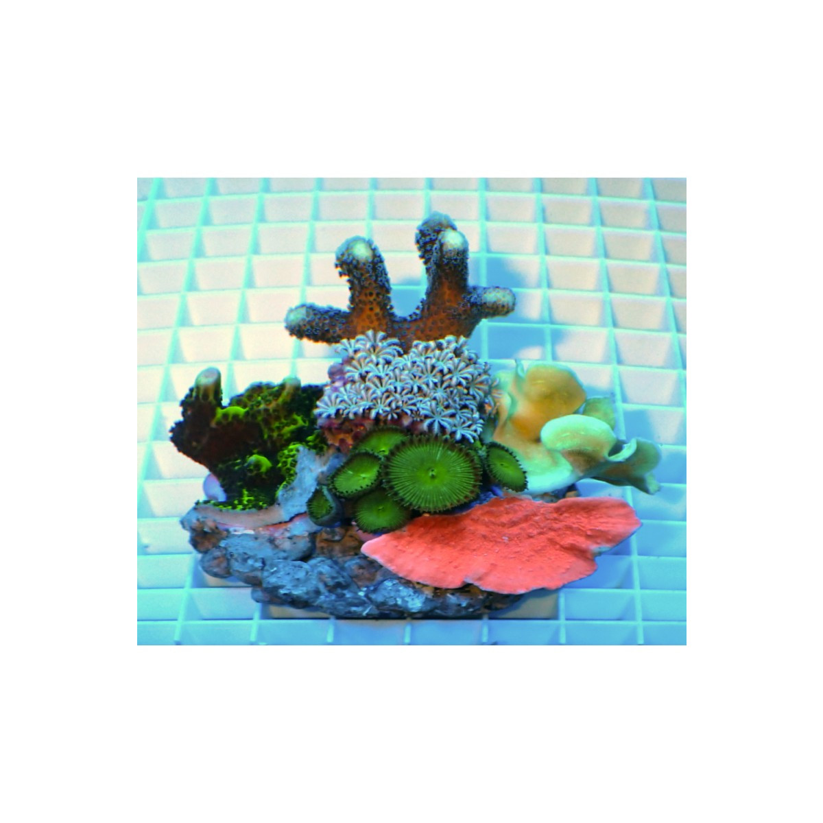 Coral Garden (mix corals) S-size