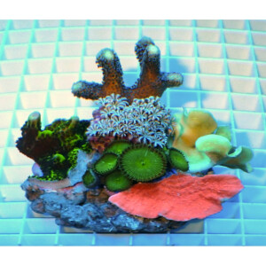 Coral Garden (mix corals) S-size