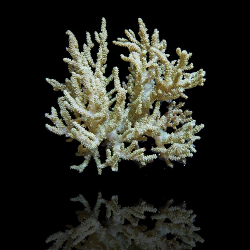 Sinularia Flexibilis - green box