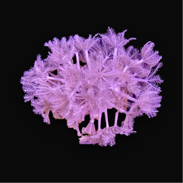 Xenia spp ( pumping )