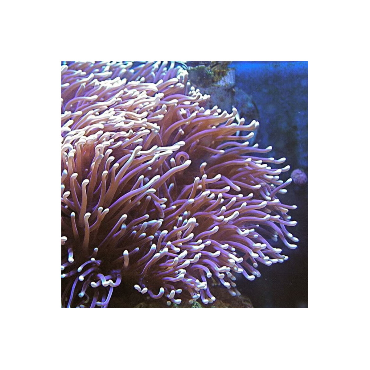 Heteractis Magnifica - Mauritius Anemone