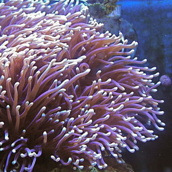 Heteractis Magnifica - Mauritius Anemone