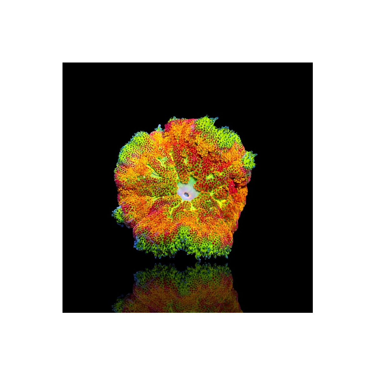 Stichodactyla Tapetum Ultra Color - Mini Carpet Anemone