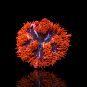 Epicystis Crucifer Anemone Red Rim