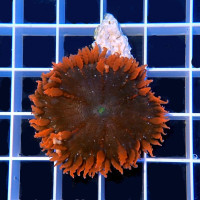 Epicystis Crucifer Anemone Red Rim