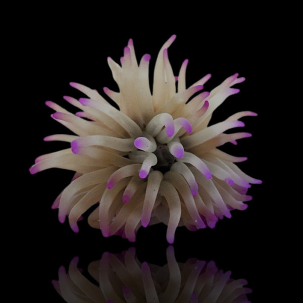 Condylactis Gigantea Anemone (mix colors)