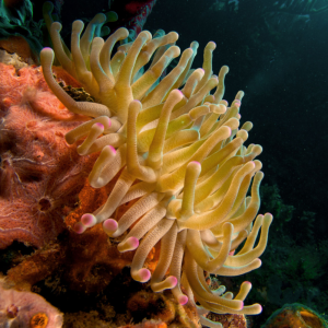 Condylactis Gigantea Anemone (mix colors)