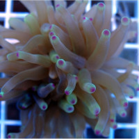 Condylactis Gigantea Anemone (mix colors)