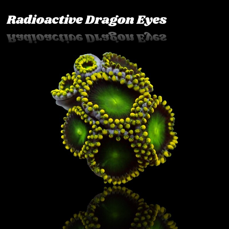 Zoanthus Radioactive Dragon Eye Frag box