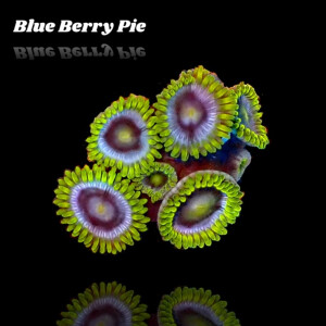 Zoanthus Blue Berry Pie S-size