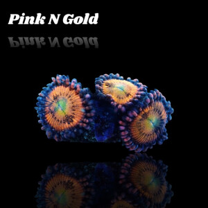 Zoanthus Pink and Gold S-size