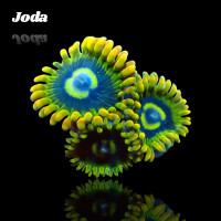 Zoanthus Joda Frag S-size