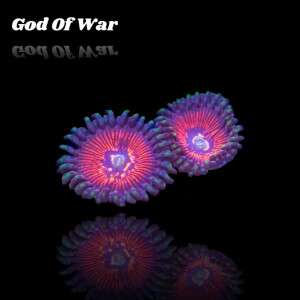Zoanthus God Of War Frag S-size