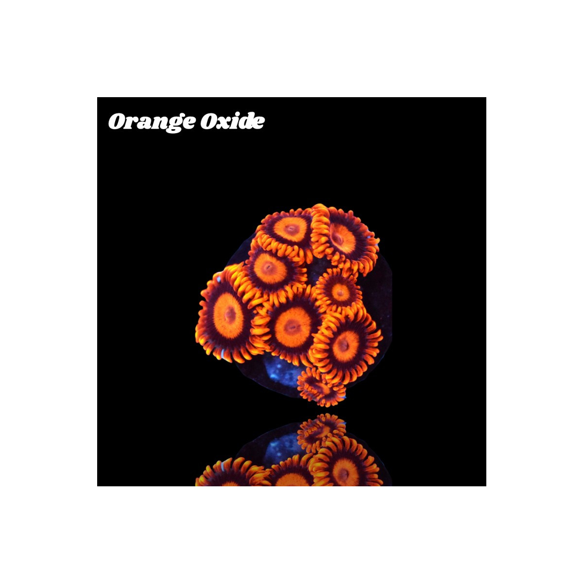 Zoanthus Orange Oxide Frag S-size