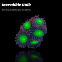 Zoanthus Incredible Hulk Frag S-size