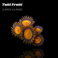 Zoanthus Tutti Frutti Frag S-size