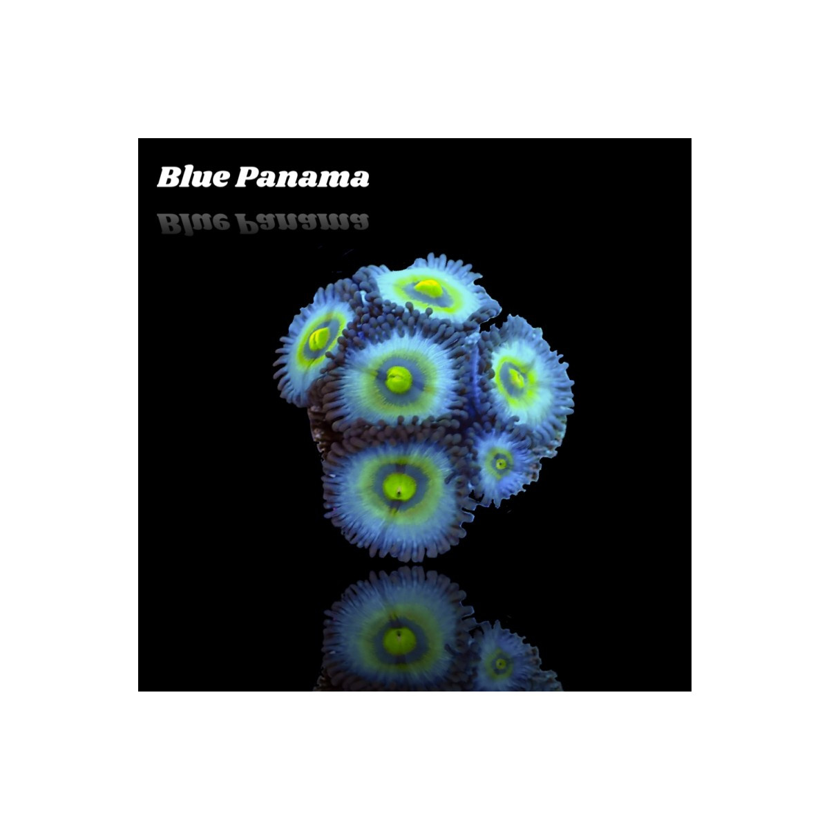 Zoanthus Blue Panama Frag S-size