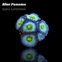 Zoanthus Blue Panama Frag S-size