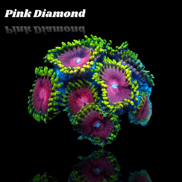 Zoanthus Pink Diamond Frag S-size